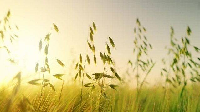 Green oat and rye field. Beautiful agricultural field landscape with green oats and rye ears close up at sunset glow. Stock footage video 4k