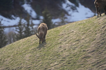 herd of steinbock capricorns grazing in Pontresina, Graubuenden, during summer. Ibex herd.