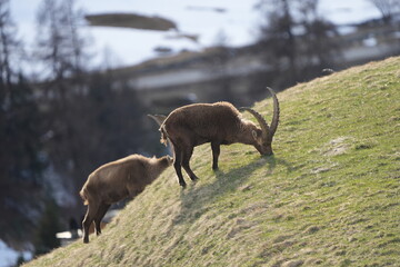 herd of steinbock capricorns grazing in Pontresina, Graubuenden, during summer. Ibex herd.