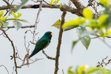 Asian emerald cuckoo or Chrysococcyx maculatus seen in Khonoma in Nagaland India