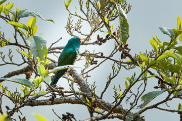 Asian emerald cuckoo or Chrysococcyx maculatus seen in Khonoma in Nagaland India
