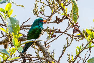 Asian emerald cuckoo or Chrysococcyx maculatus seen in Khonoma in Nagaland India