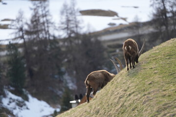 herd of steinbock capricorns grazing in Pontresina, Graubuenden, during summer. Ibex herd.