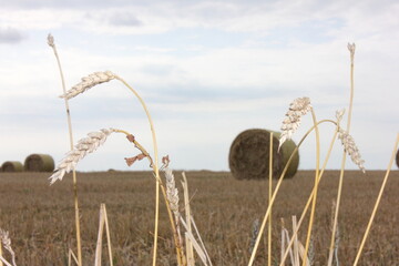 hay bales, hay in the field, straw © Татьяна Осипова