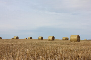 hay bales, hay in the field, straw