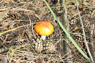 mushroom in the forest