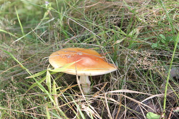 mushroom in the forest