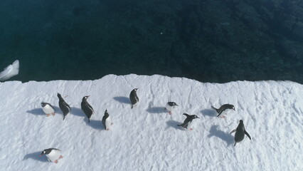 Close-up Antarctic Gentoo Penguin Aerial View. Static of South Pole Bird Colony Walk on Snow...