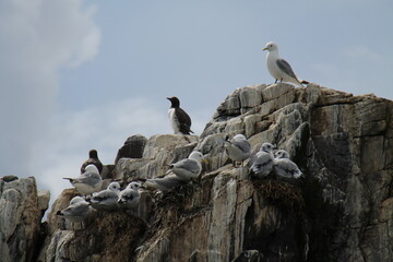 A Collection of Sea Birds on top of a Coastal Rock Cliff.
