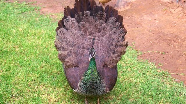 Brown female Indian peacock (Pavo cristatus, peahen, peafowl) shaking tail feathers close up