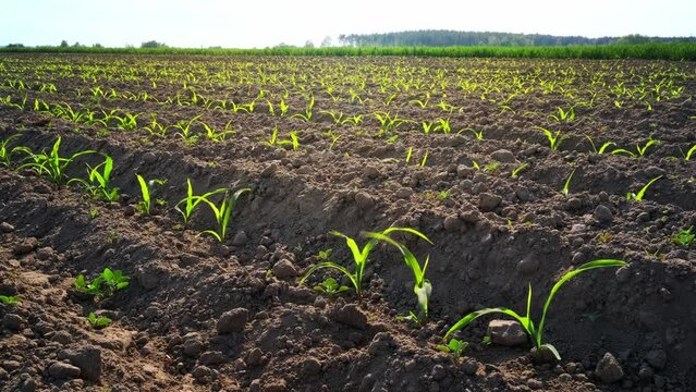Green corn field, agricultural landscape, stock footage video 4k
