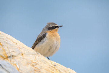 bird on a branch