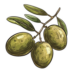 Olive branch with green olives. Hand drawn vector illustration.