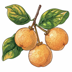 Illustration of longan fruit with leaves on a white background.
