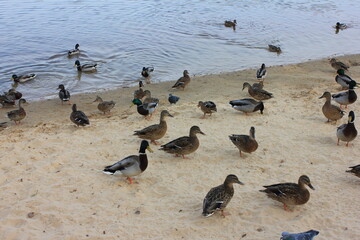 Fototapeta premium bird, birds, water, duck, nature