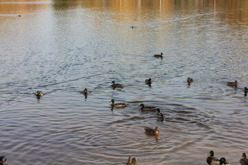 bird, birds, water, duck