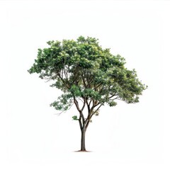 Isolate Trees tree plant white background.