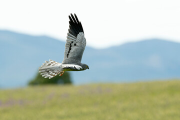Male Montagu's harrier flying in his territory with the last light of the afternoon in a cereal...