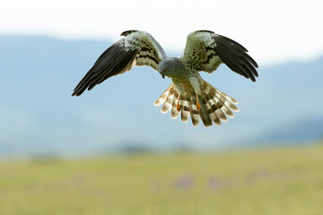 Male Montagu's harrier flying in its breeding territory within a cereal steppe with the last lights of a spring afternoon