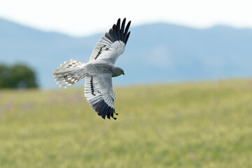 Male Montagu's harrier flying in its breeding territory within a cereal steppe with the last lights...