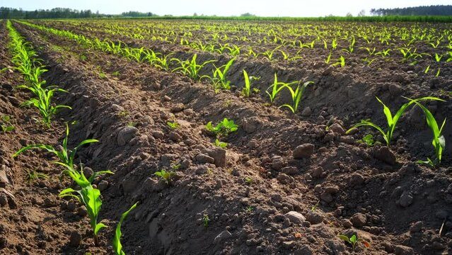 Green corn field, agricultural landscape, stock footage video 4k