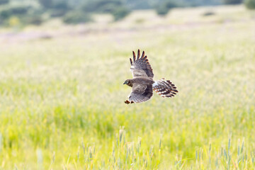 Female Montagu's harrier flying into her breeding territory on a cereal steppe at the first light of a spring day