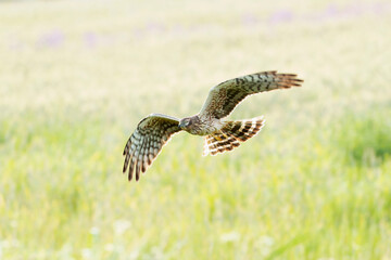 Female Montagu's harrier flying into her breeding territory on a cereal steppe at the first light of a spring day