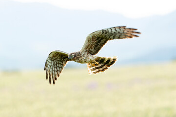 Female Montagu's harrier flying into her breeding territory on a cereal steppe at the first light...