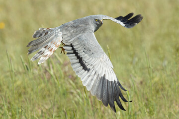 Male Montagu's harrier flying in his territory with the last light of the afternoon in a cereal field in spring