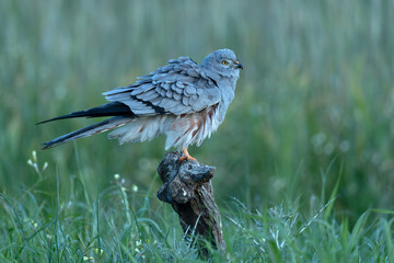 Male Montagu's harrier grooming and stretching its plumage in its breeding territory on a cereal steppe at the first light of a spring day - obrazy, fototapety, plakaty