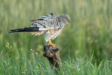 Adult male Montagu's harrier in one of his favorite watchtowers in his breeding territory within a cereal steppe with the first light of sunrise on a spring day
