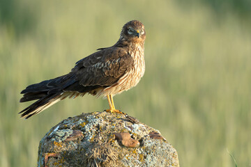 Montagu's harrier female in her breeding territory her favorite perch in a cereal steppe with the first lights of a spring day - obrazy, fototapety, plakaty
