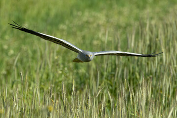 Male Montagu's harrier flying in his territory with the last light of the afternoon in a cereal field in spring - obrazy, fototapety, plakaty