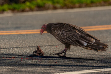 Turkey Vulture with a dead squirrel