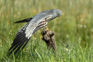 Male Montagu's harrier grooming and stretching its plumage in its breeding territory on a cereal...