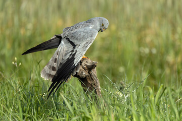 Montagu's harrier male inside his breeding area in a cereal steppe at his favorite perch at the first light of a spring day - obrazy, fototapety, plakaty