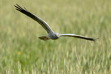 Male Montagu's harrier flying in its breeding territory in a cereal steppe with the last light of...