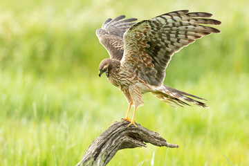 Montagu's harrier female in her breeding territory her favorite perch in a cereal steppe with the...