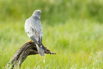 Male Montagu's harrier at first light in its breeding territory on a cereal steppe in spring