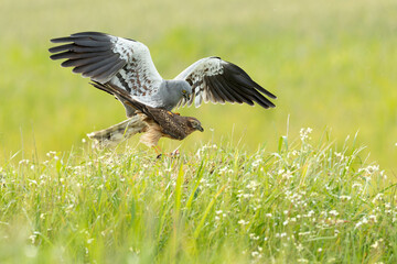 Male and female Montagu's harrier copulating during the mating season in a cereal steppe with the last light of the day - obrazy, fototapety, plakaty