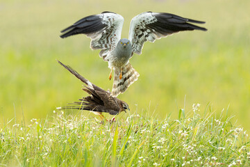 Male and female Montagu's harrier copulating during the mating season in a cereal steppe with the...