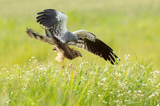 Male and female Montagu's harrier copulating during the mating season in a cereal steppe with the last light of the day