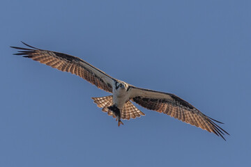 Osprey flies away with a fish it caught in the marsh