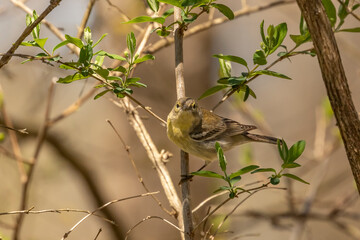 Female Goldfinch perched on a tree branch