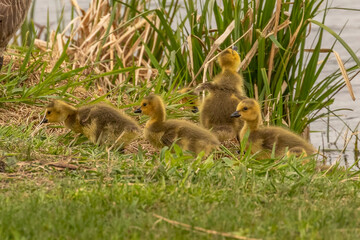 Canada Goslings on the bank of the lake