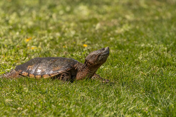 Snapping Turtle crosses the trail at the marsh