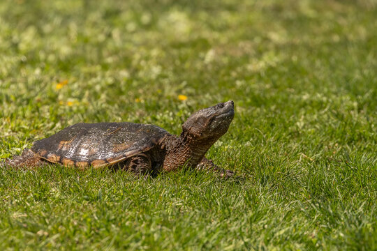 Snapping Turtle crosses the trail at the marsh