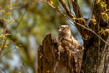 Sleepy Great Horned Owlets nestled in their nest