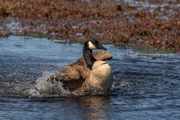 Canada Goose takes a bath in the marsh