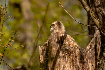 Sleepy Great Horned Owlets nestled in their nest